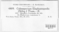 Coleosporium elephantopodis image